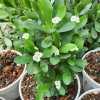ÖZEL DİKENLER TACI (Euphorbia milii) TOPRAK KARIŞIMI 10 LİT. - Thumbnail (3)