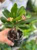ÖZEL DİKENLER TACI (Euphorbia milii) TOPRAK KARIŞIMI 10 LİT. - Thumbnail (1)