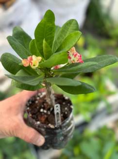 ÖZEL DİKENLER TACI (Euphorbia milii) TOPRAK KARIŞIMI 10 LİT. 