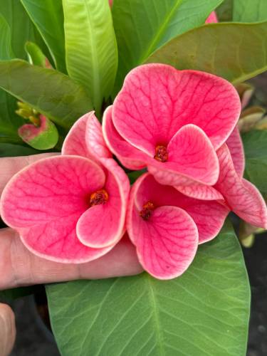 ÖZEL DİKENLER TACI (Euphorbia milii) TOPRAK KARIŞIMI 10 LİT. - 2