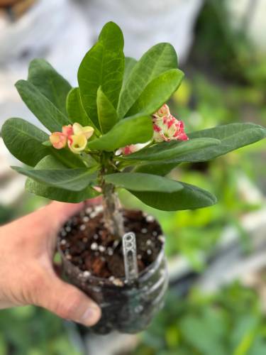 DİKENLER TACI (Euphorbia milii) TOPRAK KARIŞIMI 10 LİT. - 1